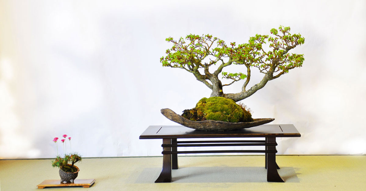 Shitakusa (góc trái) được trưng bày để hoàn thiện tác phẩm Bonsai.